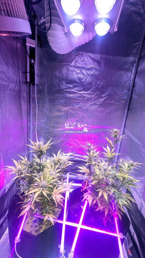 Guava RF3 auto. Week 7 - Guava RF3 Guava RF3 auto