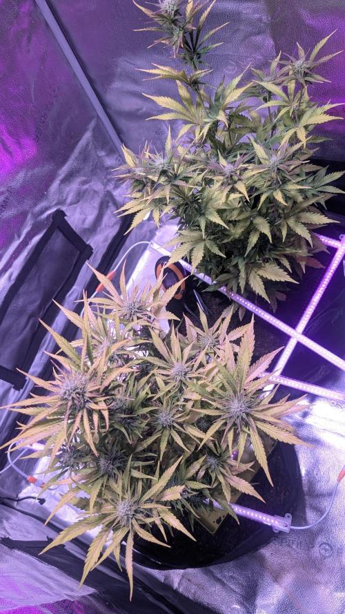 Guava RF3 auto. Week 7