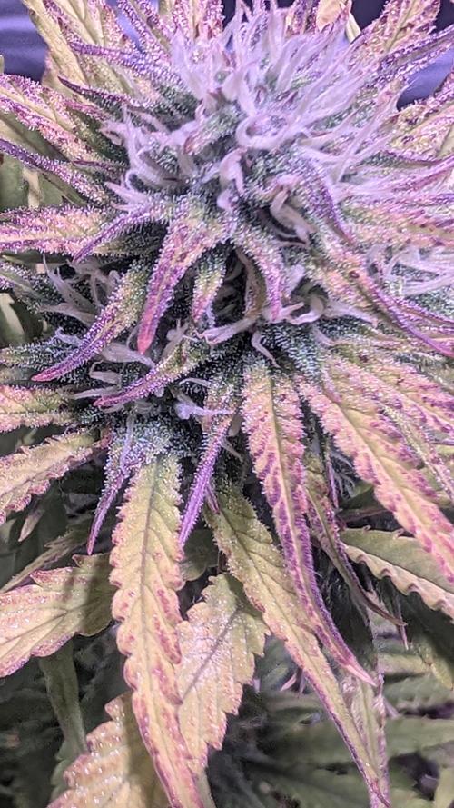 Guava RF3 auto. Week 7