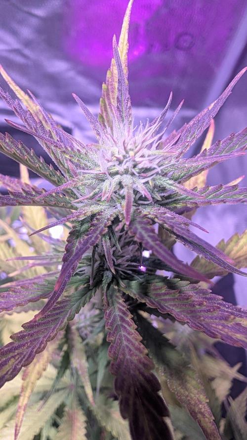 Guava RF3 auto. Week 7