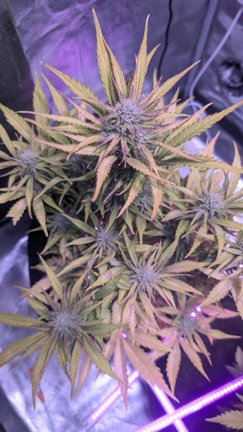 Guava RF3 auto. Week 7