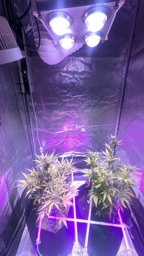 Guava RF3 auto. Week 7