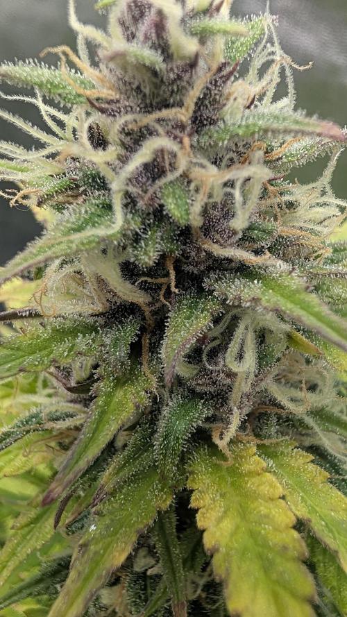 Fast Buds Auto Mix 2026. Week 6 - Fast Buds Auto Mix 2026