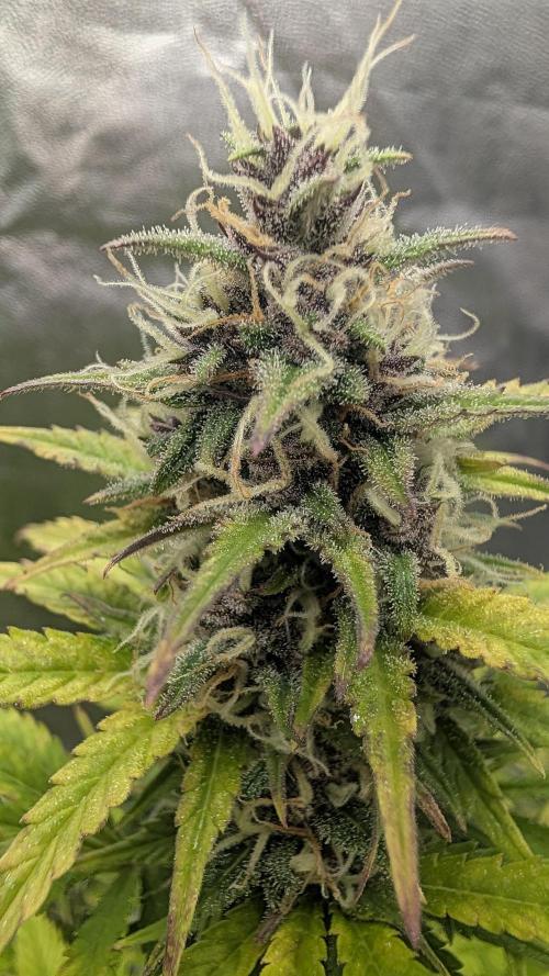 Fast Buds Auto Mix 2026. Week 6 - Fast Buds Auto Mix 2026
