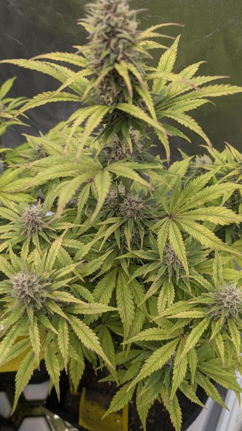 Fast Buds Auto Mix 2026. Week 6 - Fast Buds Auto Mix 2026