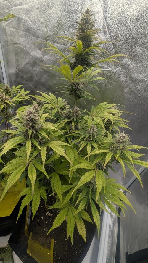 Fast Buds Auto Mix 2026. Week 6 - Fast Buds Auto Mix 2026