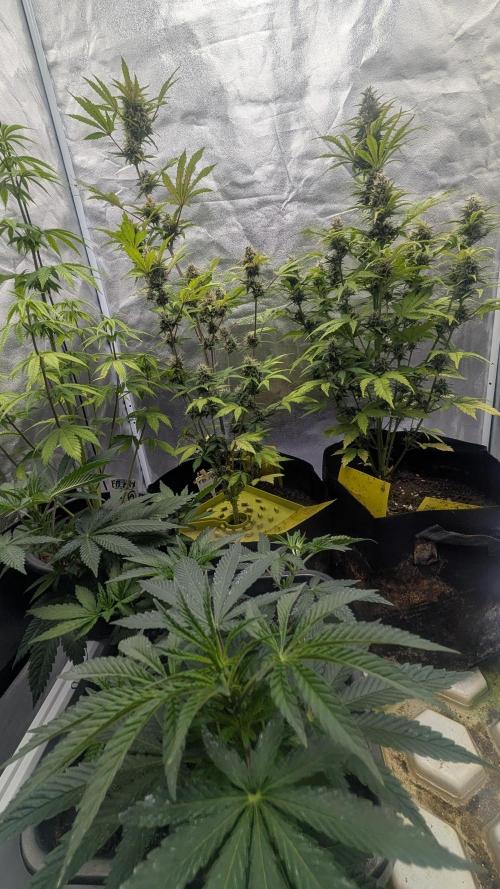 Fast Buds Auto Mix 2026. Week 6 - Fast Buds Auto Mix 2026
