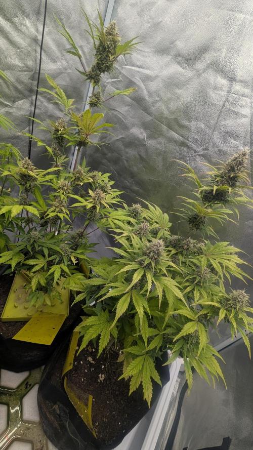 Fast Buds Auto Mix 2026. Week 6 - Fast Buds Auto Mix 2026