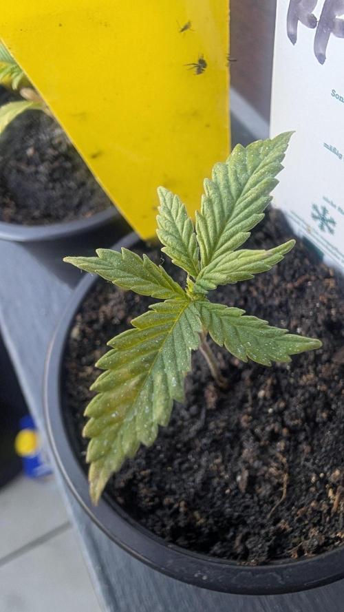 StrawBerry Gorila RF3 Auto 2026 2×. Week 2 - StrawBerry Gorila RF3 Auto 2026 2×