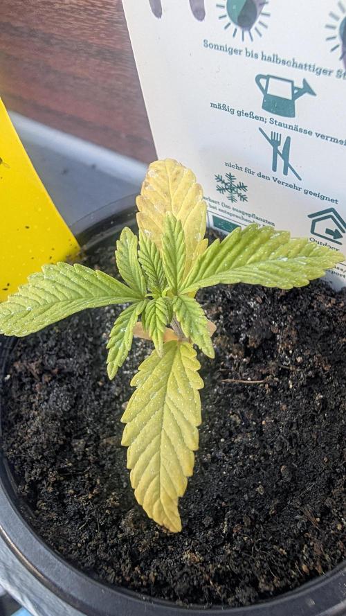 StrawBerry Gorila RF3 Auto 2026 2×. Week 2 - StrawBerry Gorila RF3 Auto 2026 2×