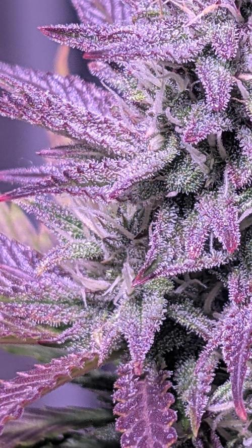 Guava RF3 auto. Week 8 - Guava RF3 auto