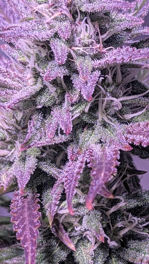 Guava RF3 auto. Week 8 - Guava RF3 auto