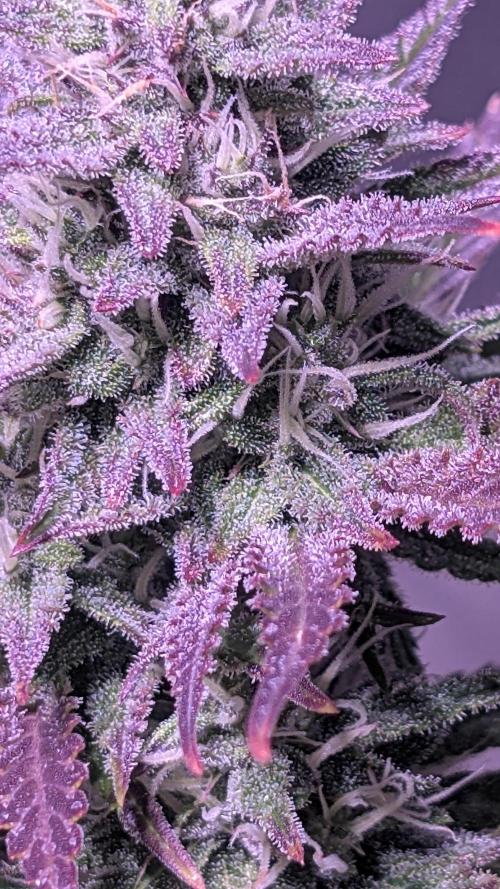 Guava RF3 auto. Week 8 - Guava RF3 auto
