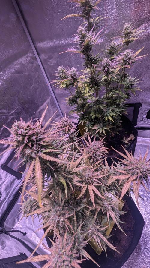 Guava RF3 auto. Week 8 - Guava RF3 auto