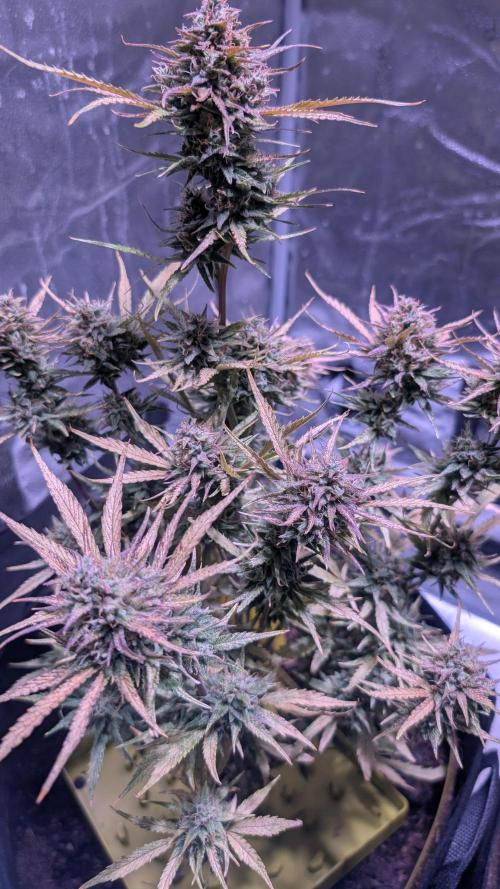 Guava RF3 auto. Week 8 - Guava RF3 auto