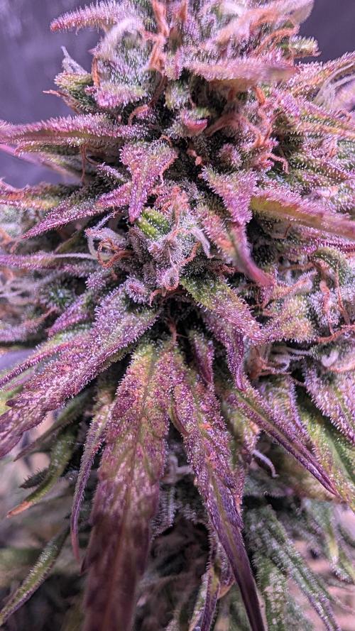 Guava RF3 auto. Week 8