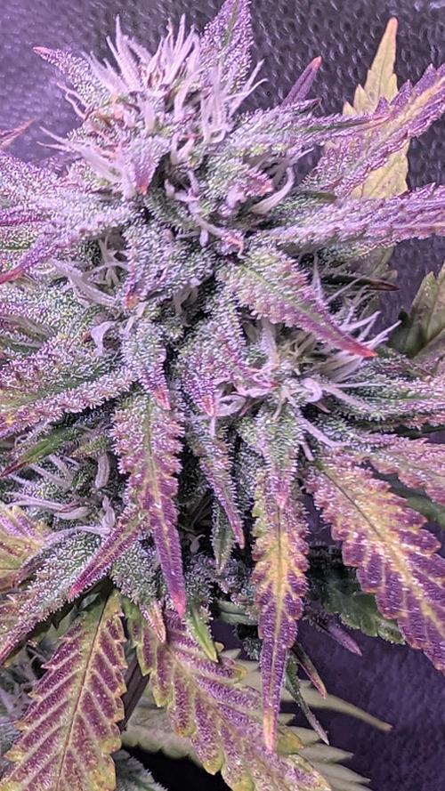 Guava RF3 auto. Week 8