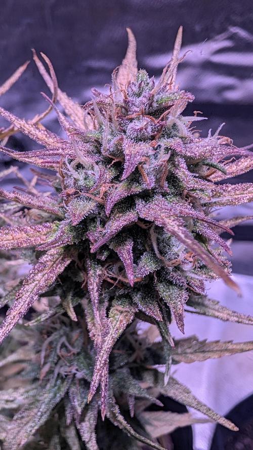 Guava RF3 auto. Week 8