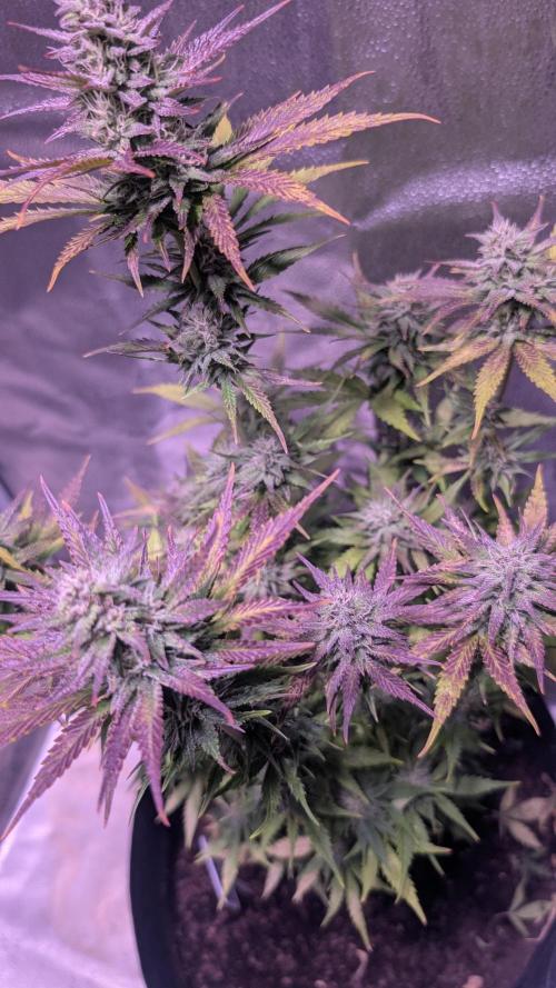 Guava RF3 auto. Week 8 - Guava RF3 auto