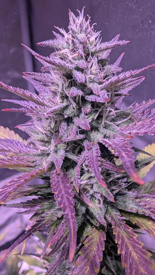 Guava RF3 auto. Week 8 - Guava RF3 auto