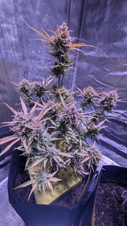 Guava RF3 auto. Week 8 - Guava RF3 auto