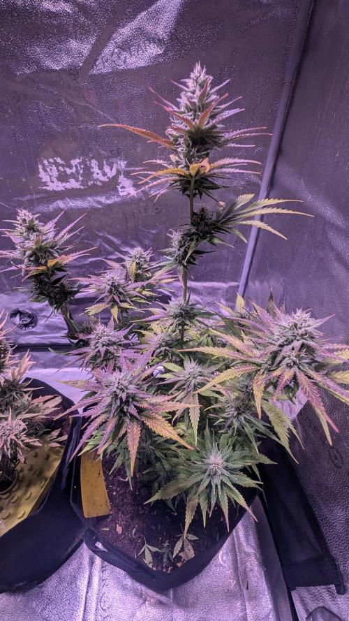 Guava RF3 auto. Week 8 - Guava RF3 auto