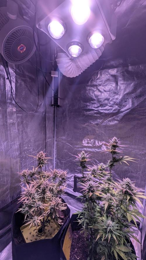 Guava RF3 auto. Week 8 - Guava RF3 auto
