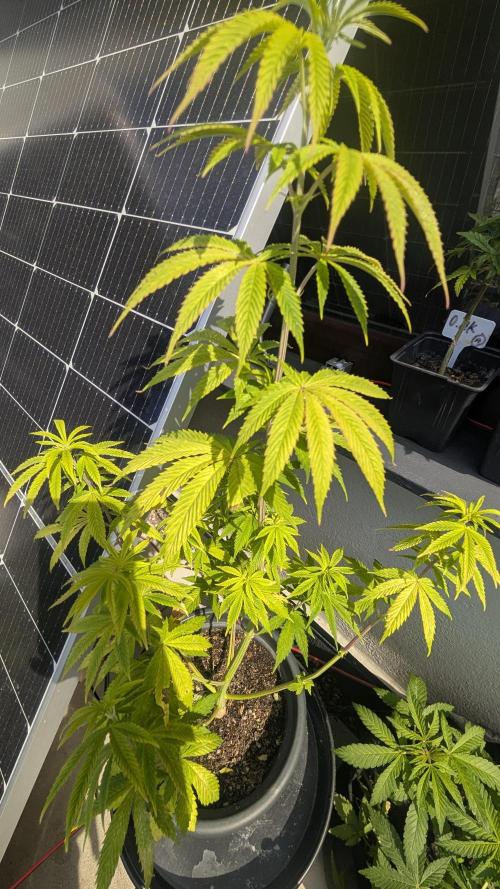 FastBuds Auto Mix 2026. Week 7 - FastBuds Auto Mix 2026 