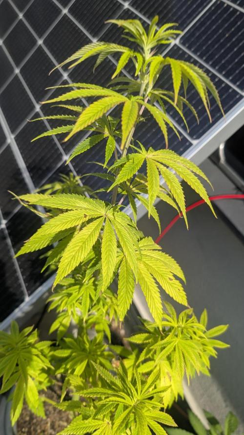 FastBuds Auto Mix 2026. Week 7 - FastBuds Auto Mix 2026 