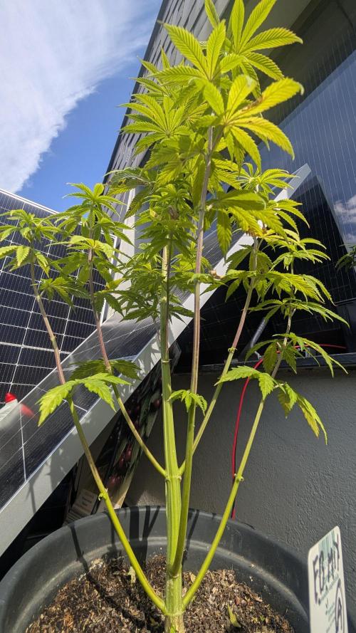 FastBuds Auto Mix 2026. Week 7 - FastBuds Auto Mix 2026 