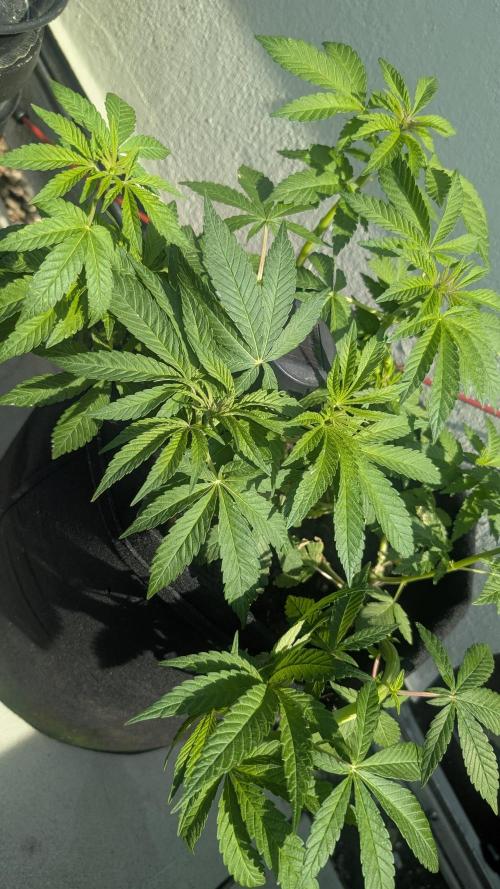 NoName - outdoor Growing FastBuds 2026. Week 4 - NoName - outdoor Growing FastBuds 2026 
