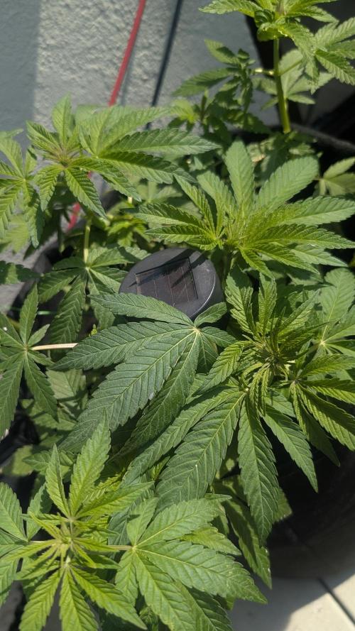 NoName - outdoor Growing FastBuds 2026. Week 4 - NoName - outdoor Growing FastBuds 2026 
