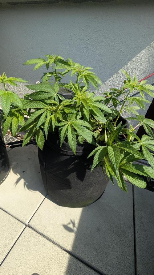 NoName - outdoor Growing FastBuds 2026. Week 4 - NoName - outdoor Growing FastBuds 2026 
