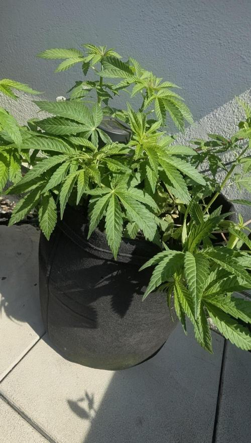 NoName - outdoor Growing FastBuds 2026. Week 4 - NoName - outdoor Growing FastBuds 2026 

