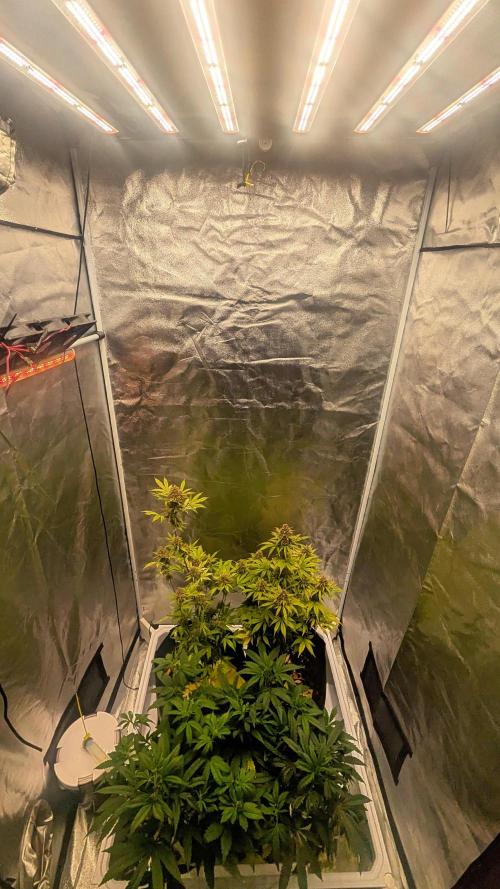Fast Buds Auto Mix 2026. Week 7 - Fast Buds Auto Mix 2026 
