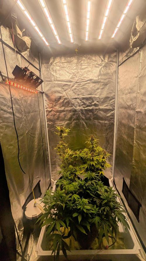 Fast Buds Auto Mix 2026. Week 7 - Fast Buds Auto Mix 2026 
