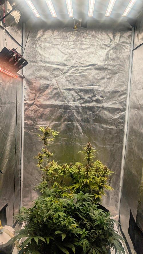 Fast Buds Auto Mix 2026. Week 7 - Fast Buds Auto Mix 2026 
