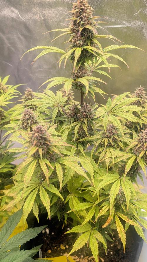 Fast Buds Auto Mix 2026. Week 7 - Fast Buds Auto Mix 2026 
