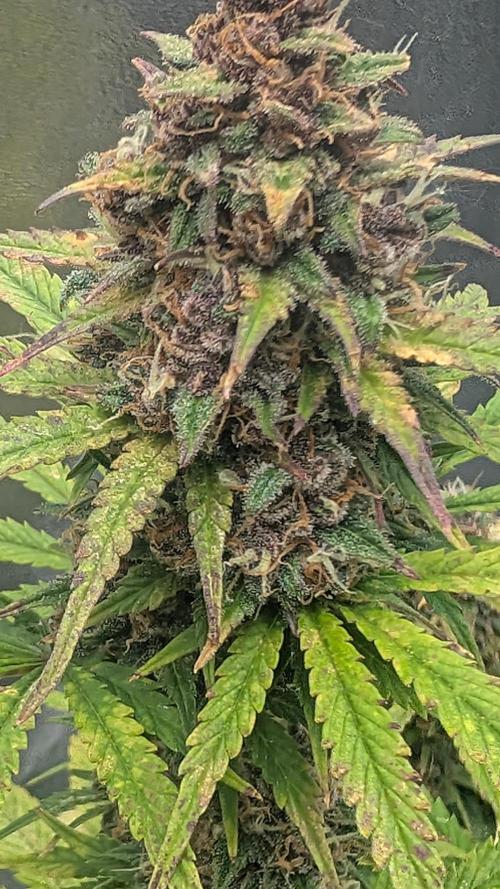 Fast Buds Auto Mix 2026. Week 7 - Fast Buds Auto Mix 2026 
