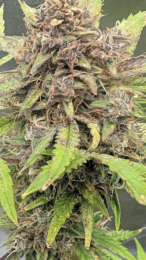 Fast Buds Auto Mix 2026. Week 7 - Fast Buds Auto Mix 2026 
