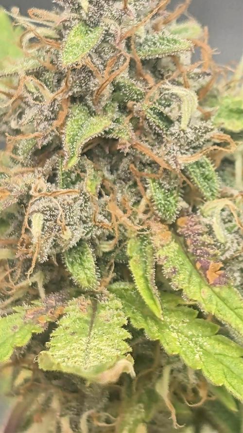 Fast Buds Auto Mix 2026. Week 7 - Fast Buds Auto Mix 2026 
