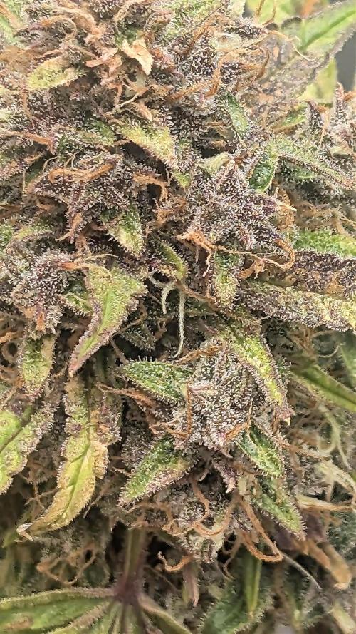 Fast Buds Auto Mix 2026. Week 7 - Fast Buds Auto Mix 2026 
