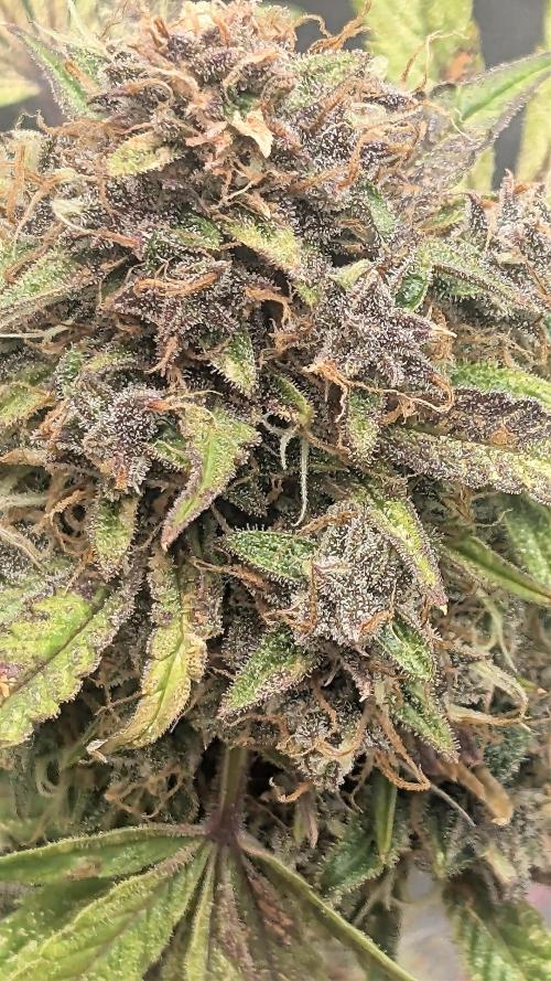 Fast Buds Auto Mix 2026. Week 7 - Fast Buds Auto Mix 2026 
