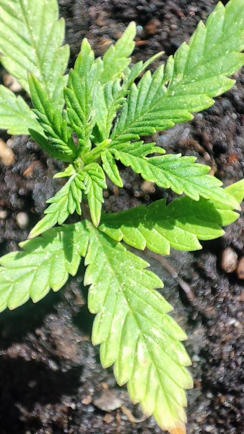 StrawBerry Gorila RF3 Auto 2026 2×. Week 3 - StrawBerry Gorila RF3 Auto 2026 2×
