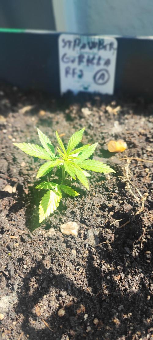 StrawBerry Gorila RF3 Auto 2026 2×. Week 3 - StrawBerry Gorila RF3 Auto 2026 2×
