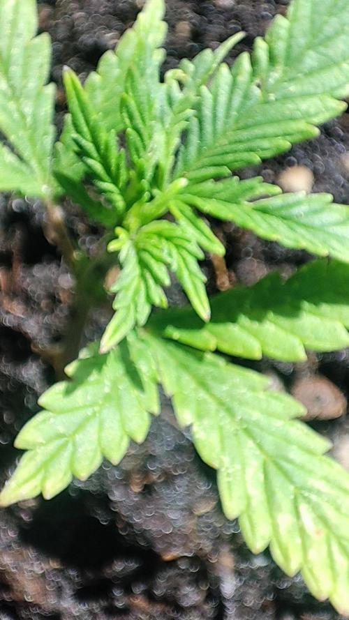 StrawBerry Gorila RF3 Auto 2026 2×. Week 3 - StrawBerry Gorila RF3 Auto 2026 2×
