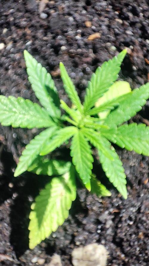 StrawBerry Gorila RF3 Auto 2026 2×. Week 3 - StrawBerry Gorila RF3 Auto 2026 2×
