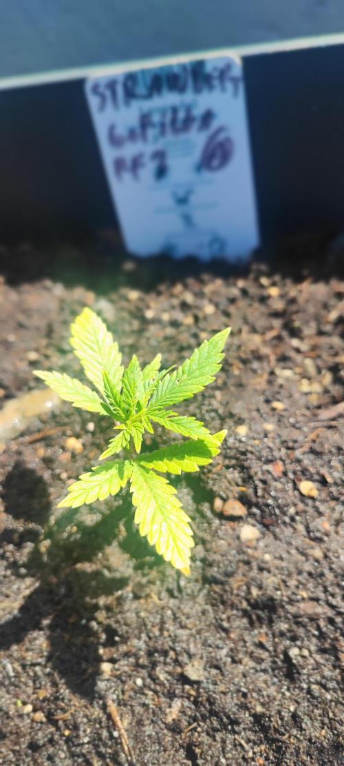 StrawBerry Gorila RF3 Auto 2026 2×. Week 3 - StrawBerry Gorila RF3 Auto 2026 2×
