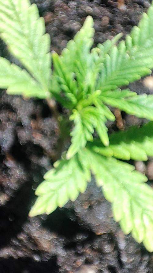 StrawBerry Gorila RF3 Auto 2026 2×. Week 3 - StrawBerry Gorila RF3 Auto 2026 2×
