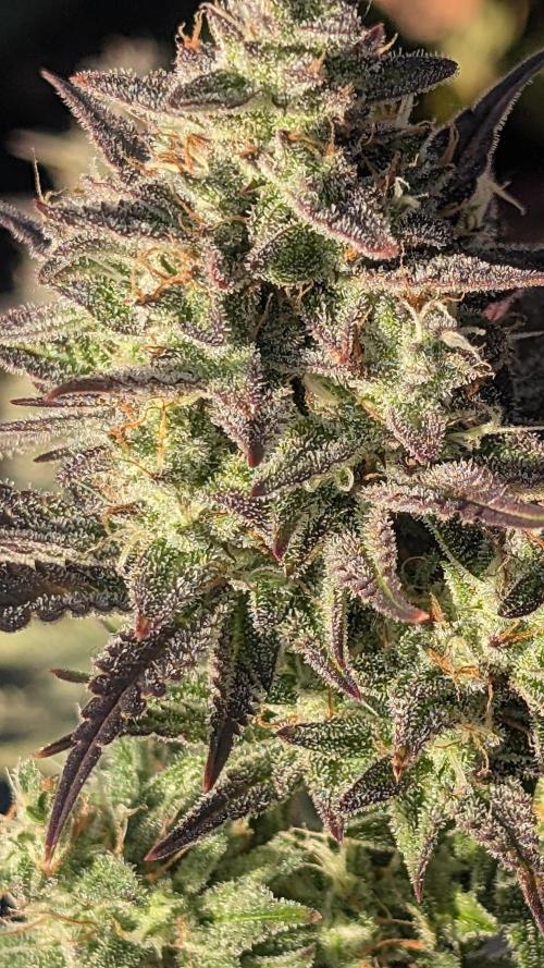 Guava RF3 auto. Week 9 - Guava RF3 auto